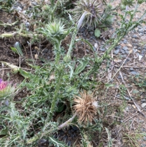 Carduus nutans at Burra, NSW - 27 Mar 2022