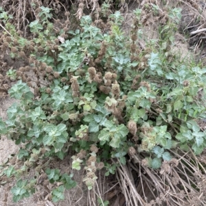 Marrubium vulgare at Burra, NSW - 27 Mar 2022