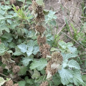 Marrubium vulgare at Burra, NSW - 27 Mar 2022