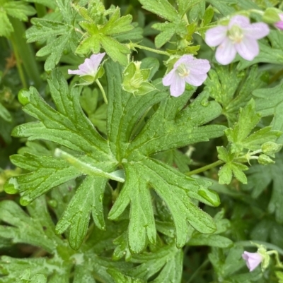 Geranium solanderi var. solanderi (Native Geranium) at Burra, NSW - 27 Mar 2022 by NedJohnston