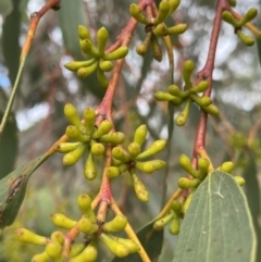 Eucalyptus pauciflora subsp. pauciflora (White Sally, Snow Gum) at Burra, NSW - 26 Mar 2022 by NedJohnston