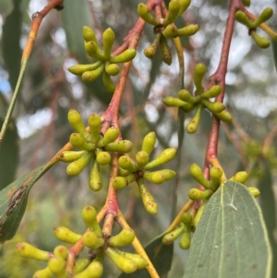 Eucalyptus pauciflora subsp. pauciflora (White Sally, Snow Gum) at Burra, NSW - 27 Mar 2022 by NedJohnston