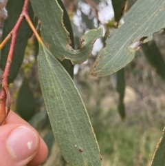 Eucalyptus pauciflora subsp. pauciflora at Burra, NSW - 27 Mar 2022