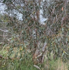 Eucalyptus pauciflora subsp. pauciflora at Googong Foreshore - 27 Mar 2022 09:36 AM