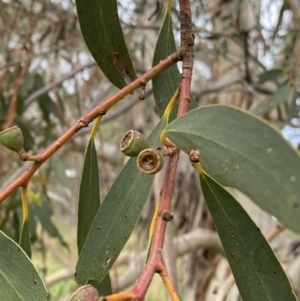 Eucalyptus pauciflora subsp. pauciflora at Burra, NSW - 27 Mar 2022