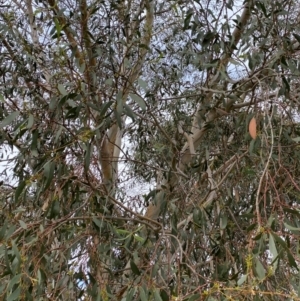 Eucalyptus pauciflora subsp. pauciflora at Googong Foreshore - 27 Mar 2022 09:36 AM