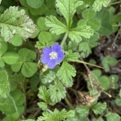 Erodium crinitum (Native Crowfoot) at Burra, NSW - 26 Mar 2022 by Ned_Johnston