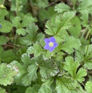 Erodium crinitum at Burra, NSW - 27 Mar 2022 10:39 AM