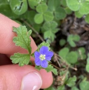 Erodium crinitum at Burra, NSW - 27 Mar 2022 10:39 AM