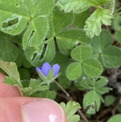 Erodium crinitum at Burra, NSW - 27 Mar 2022 10:39 AM