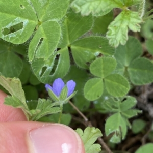 Erodium crinitum at Burra, NSW - 27 Mar 2022 10:39 AM