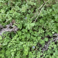 Erodium crinitum at Burra, NSW - 27 Mar 2022