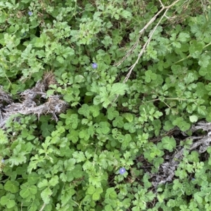 Erodium crinitum at Burra, NSW - 27 Mar 2022 10:39 AM