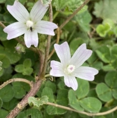 Malva neglecta (Dwarf Mallow) at Burra, NSW - 27 Mar 2022 by NedJohnston