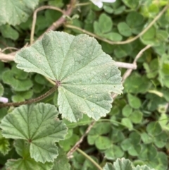 Malva neglecta at Burra, NSW - 27 Mar 2022