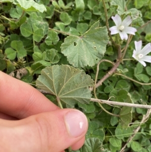 Malva neglecta at Burra, NSW - 27 Mar 2022 10:39 AM