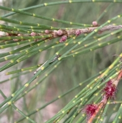 Casuarina cunninghamiana subsp. cunninghamiana at Burra, NSW - 27 Mar 2022