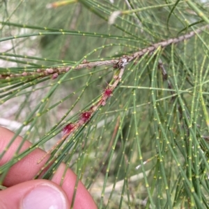 Casuarina cunninghamiana subsp. cunninghamiana at Burra, NSW - 27 Mar 2022