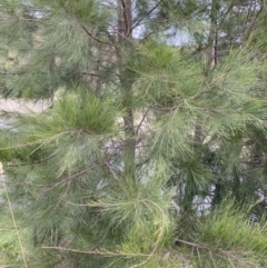 Casuarina cunninghamiana subsp. cunninghamiana at Burra, NSW - 27 Mar 2022