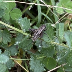 Bobilla sp. (genus) at Burra, NSW - 27 Mar 2022