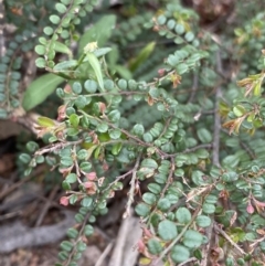 Bossiaea buxifolia (Matted Bossiaea) at Burra, NSW - 27 Mar 2022 by NedJohnston