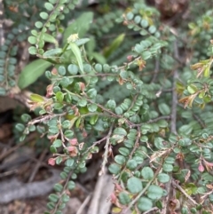 Bossiaea buxifolia (Matted Bossiaea) at Googong Foreshore - 26 Mar 2022 by Ned_Johnston