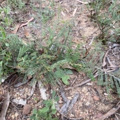 Bossiaea buxifolia at Burra, NSW - 27 Mar 2022