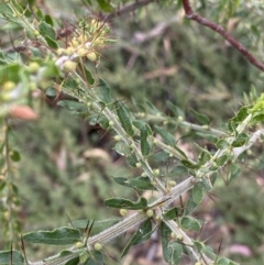 Acacia paradoxa at Burra, NSW - 27 Mar 2022