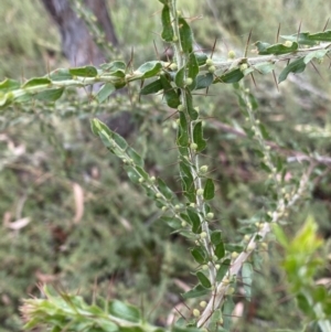 Acacia paradoxa at Burra, NSW - 27 Mar 2022