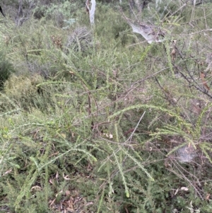 Acacia paradoxa at Burra, NSW - 27 Mar 2022