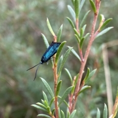 Pollanisus (genus) at Burra, NSW - 27 Mar 2022