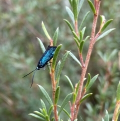 Pollanisus (genus) at Burra, NSW - 27 Mar 2022