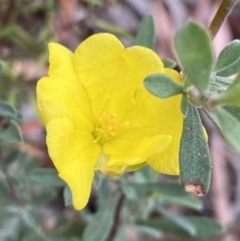 Hibbertia obtusifolia (Grey Guinea-flower) at Burra, NSW - 27 Mar 2022 by NedJohnston