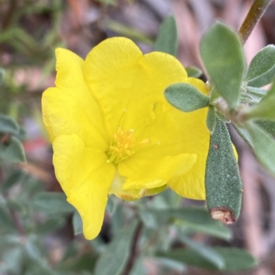 Hibbertia obtusifolia (Grey Guinea-flower) at Googong Foreshore - 26 Mar 2022 by Ned_Johnston