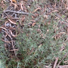 Hibbertia obtusifolia at Burra, NSW - 27 Mar 2022