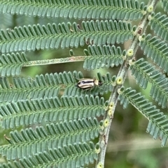 Monolepta froggatti at Burra, NSW - 27 Mar 2022