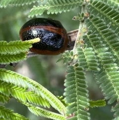 Dicranosterna immaculata (Acacia leaf beetle) at Googong Foreshore - 27 Mar 2022 by NedJohnston