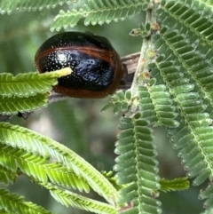 Dicranosterna immaculata (Acacia leaf beetle) at Burra, NSW - 27 Mar 2022 by Ned_Johnston