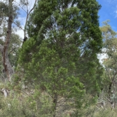 Callitris endlicheri at Burra, NSW - 27 Mar 2022