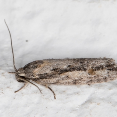 Agriophara discobola (A Gelechioid moth) at Melba, ACT - 4 Feb 2022 by kasiaaus