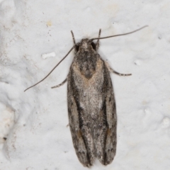 Agriophara discobola at Melba, ACT - 4 Feb 2022 11:29 PM