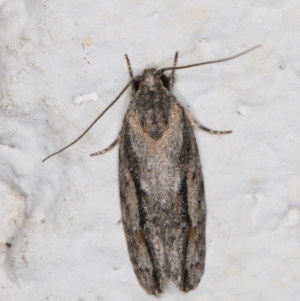 Agriophara discobola at Melba, ACT - 4 Feb 2022 11:29 PM