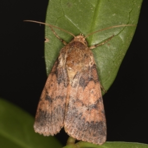 Australothis rubrescens at Melba, ACT - 4 Feb 2022 11:27 PM