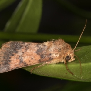 Australothis rubrescens at Melba, ACT - 4 Feb 2022 11:27 PM