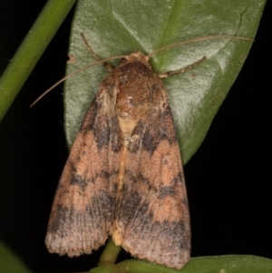 Australothis rubrescens at Melba, ACT - 4 Feb 2022 11:27 PM