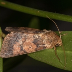 Australothis rubrescens at Melba, ACT - 4 Feb 2022 11:27 PM