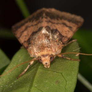 Australothis rubrescens at Melba, ACT - 4 Feb 2022 11:27 PM