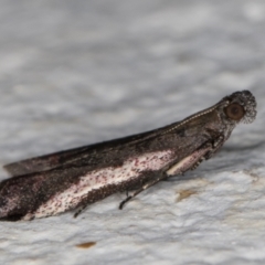 Assara subarcuella at Melba, ACT - 5 Feb 2022 11:41 PM