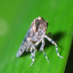 Unidentified Leafhopper & planthopper (Hemiptera, several families) at Stirling, ACT - 29 Mar 2022 by Harrisi