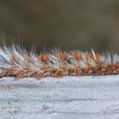 Anthela varia at Throsby, ACT - 26 Mar 2022 04:07 PM